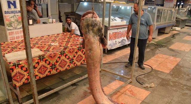 Kahramanmaraş'ta baraj göletinde 130 kilogramlık yayın balığı yakalandı