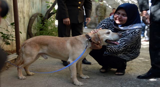 Şehit Ailesi Gazi Köpeği Sahiplendi