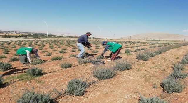 Elbistan'da Lavanta Vadisinde İlk Hasat