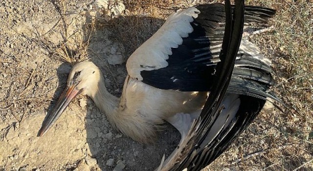 Mersin’de Elektrik Çarpan Leylekler için Nöbet!