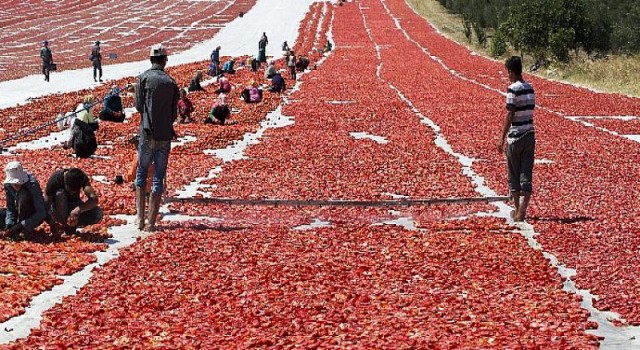 Kuru domates ihracatı 100 milyon dolara koşuyor