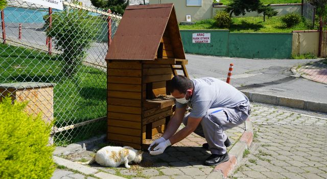 Büyükşehir’den Sokak Hayvanlarına Rehabilitasyon Merkezi