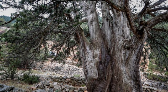 Türkiye'nin anıt ağaçları zamana meydan okuyor