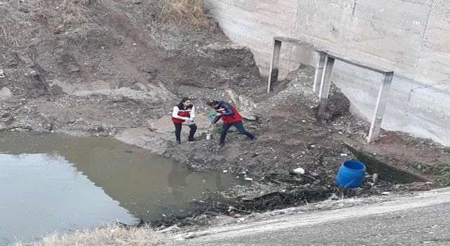 Kahramanmaraş'ta Balık Ölümlerinin Nedeni Belli Oldu