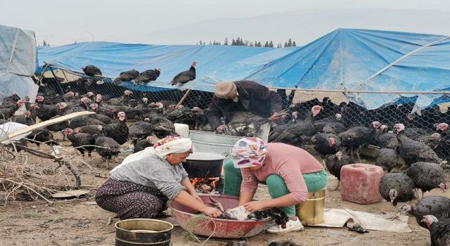 Kahramanmaraş’ta Dev Hindiler Pazara İndi 