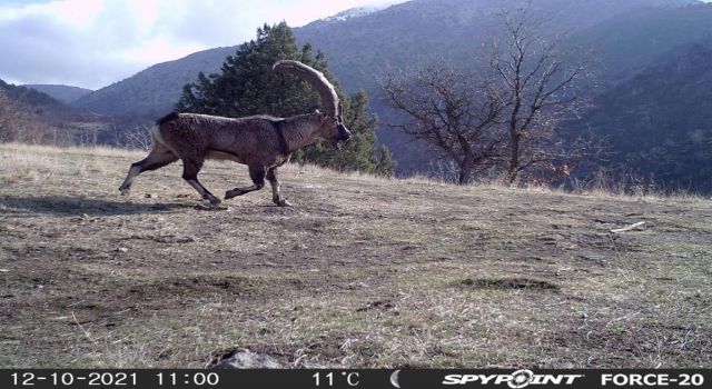 Kahramanmaraş’ta Yaban Hayatı Foto Kapana Yansıdı 