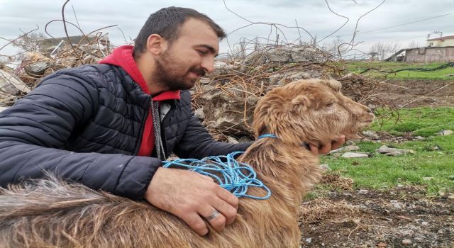 Kınalı keçi 47'nci günde enkazdan sağ çıktı