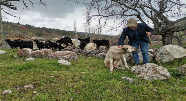 Depremzede çobana devlet eli