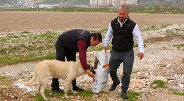 Hasene Vakfı gönüllüleri sokak hayvanlarını da unutmadı