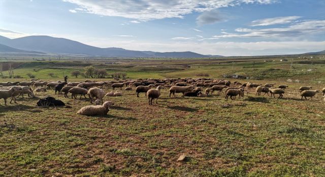 Kahramanmaraş’ta Göçerler Yaylaya Çıktı 