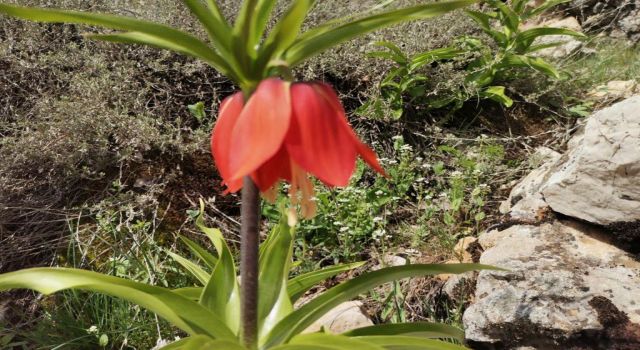 Kahramanmaraş’ta ters laleler yüzünü gösterdi