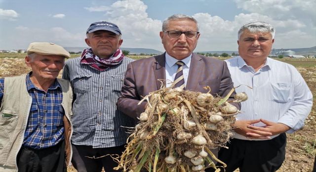 Kahramanmaraş’ta Sarımsak Hasadı Başladı