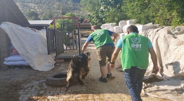 İHH’dan Depremde Yetim Kalan Ailelere Canlı Kurban Bağışı