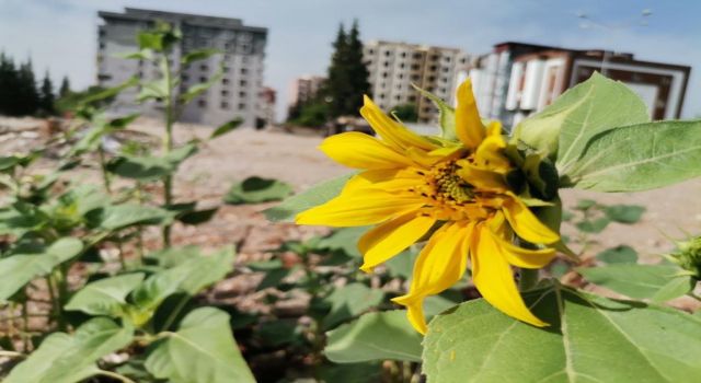 Kahramanmaraş’ta Enkazlar Çiçek Açtı 