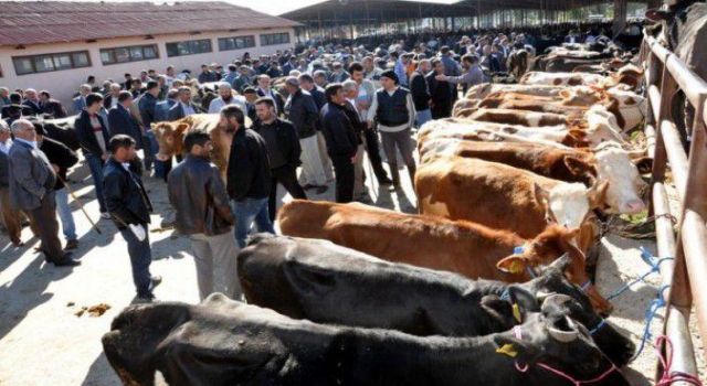 Elbistan’da şap hastalığına karşı karantina kararı alındı