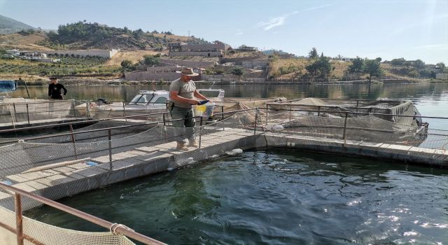 Kahramanmaraş alabalık üretiminde ilk sıralarda