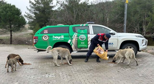 Jandarma sokak hayvanlarını besledi 