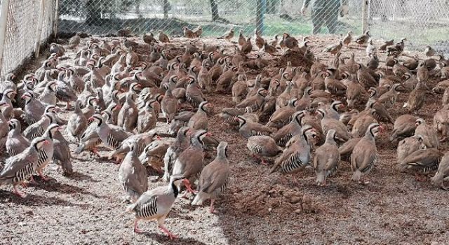 Kahramanmaraş'ta bu yıl 6 bin keklik üretildi 