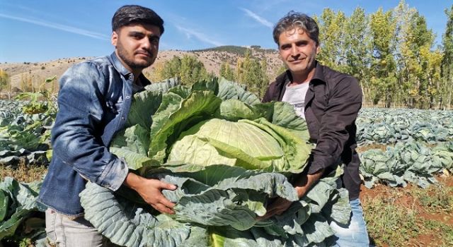 Dev Lahana Hasadında Rekor 