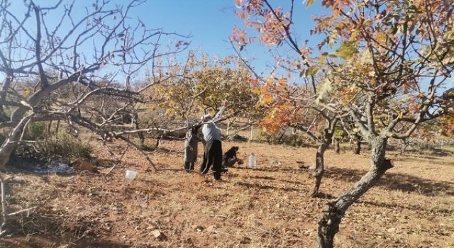 Kahramanmaraş’ta Fıstık Ağaçlarında Budama Sezonu Başladı