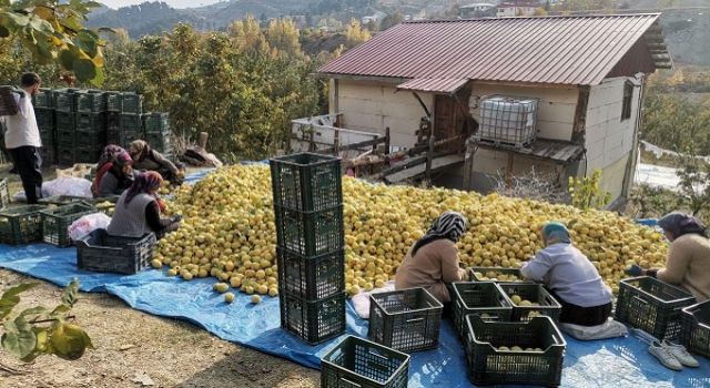 Kahramanmaraş’tan Ortadoğu’ya 5 Bin Ton Ayva İhracatı