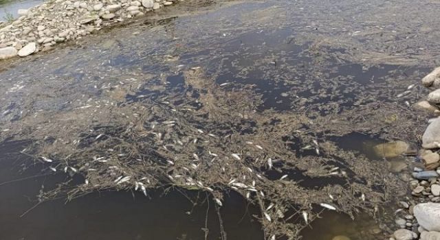 Kahramanmaraş’ta Toplu Balık Ölümleri Endişe Yarattı