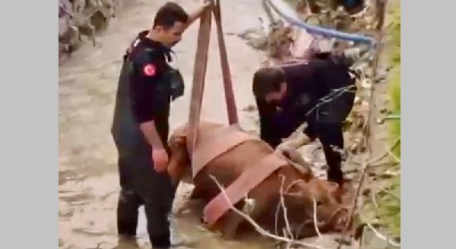 Kahramanmaraş’ta su kanalına düşen inek itfaiye ekiplerince kurtarıldı