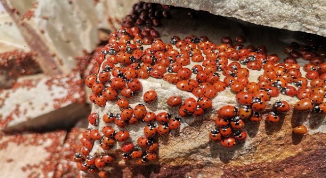 ULUDAZ TEPESİNDE UĞUR BÖCEKLERİ FOTOĞRAFLANDI 