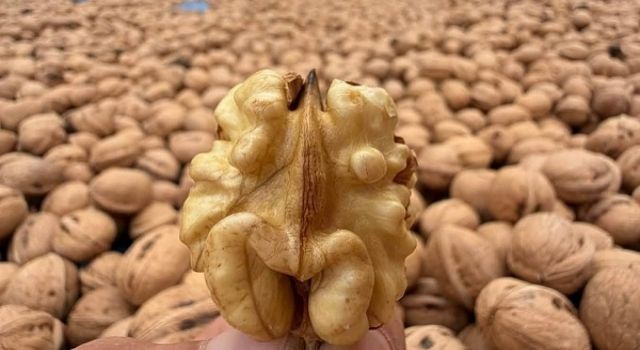 Kahramanmaraş cevizinde hasret sona erdi