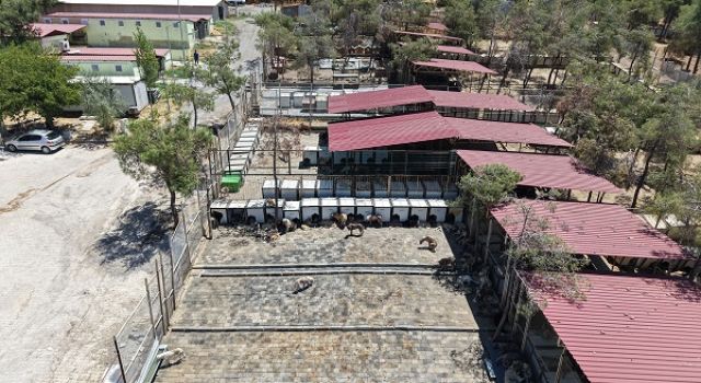 Büyükşehir ve Sahipsiz Hayvanları Koruma Birliği’nden 5 Binin Üzerinde Can Dostuna Güvenli Yaşam Alanı