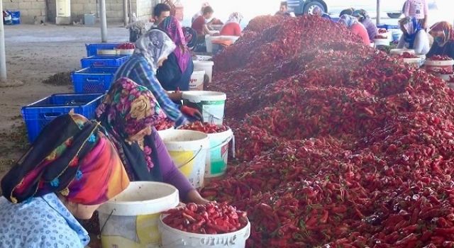 Kahramanmaraş’ta 50 bin ton yaş biberden 12 bin 500 ton pul biber bekleniyor