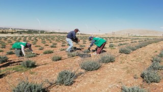 Elbistan'da Lavanta Vadisinde İlk Hasat