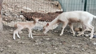 Kahramanmaraş’ta doğan yavru geyik ilgi odağı oldu