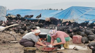 Kahramanmaraş’ta Dev Hindiler Pazara İndi 