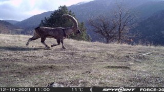 Kahramanmaraş’ta Yaban Hayatı Foto Kapana Yansıdı 