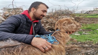 Kınalı keçi 47'nci günde enkazdan sağ çıktı