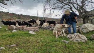 Depremzede çobana devlet eli