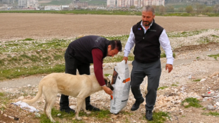 Hasene Vakfı gönüllüleri sokak hayvanlarını da unutmadı