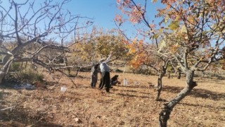 Kahramanmaraş’ta Fıstık Ağaçlarında Budama Sezonu Başladı