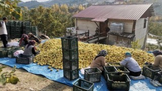 Kahramanmaraş’tan Ortadoğu’ya 5 Bin Ton Ayva İhracatı