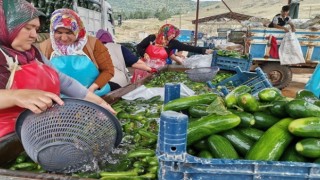 KAHRAMANMARAŞ'TA SALATALIK HASADI BAŞLADI: 35 BİN TON REKOLTE BEKLENİYOR 