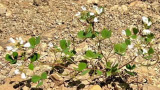 KSÜ Öğretim Üyesi Yeni Bir Bitki Türü Keşfetti: “Trigonella selcuk-bayraktarii”