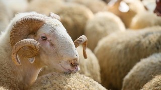 Onikişubat Belediyesi’nden kurbanlık satış ve kesim yerleri açıklaması