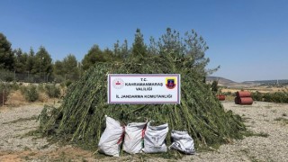 Kahramanmaraş’ta mısır tarlasında kenevir operasyonu 