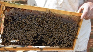 Kahramanmaraş’ta Bal Sağımı Başladı