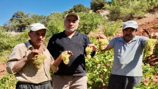 Kahramanmaraş’ta coğrafi işaretli kabarcık üzümünde hasat zammı 