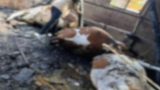 Ahır yangını: 5 büyükbaş hayvan telef oldu