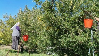 Kahramanmaraş'ta 60 Bin Ton Elma Rekoltesi Bekleniyor