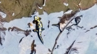 Kahramanmaraş’ta Nesli Tehlike Altındaki Anadolu Semenderleri Havuzda Görüntülendi