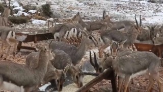 Hatay Dağ Ceylanları Dört Yıl Sonra Karla Buluştu